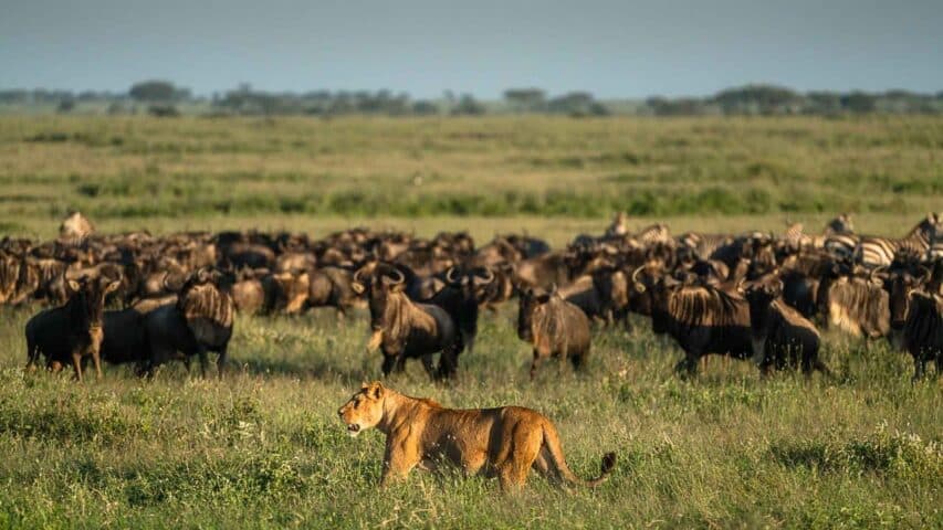 Wildlife in Tanzania.