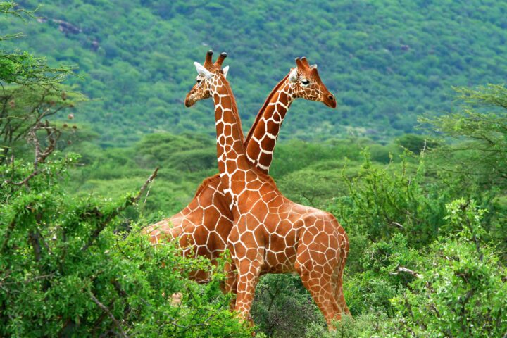 Two giraffes.