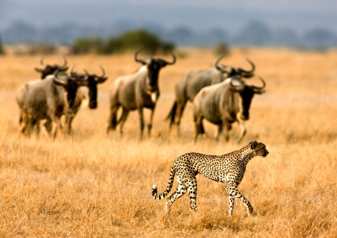 A leopard and other wildlife.