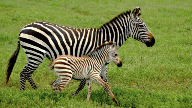 Two zebras.