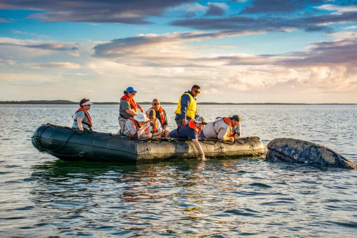 Female Eastern Gray Whale surfaces near zodiac at Magdalena Bay