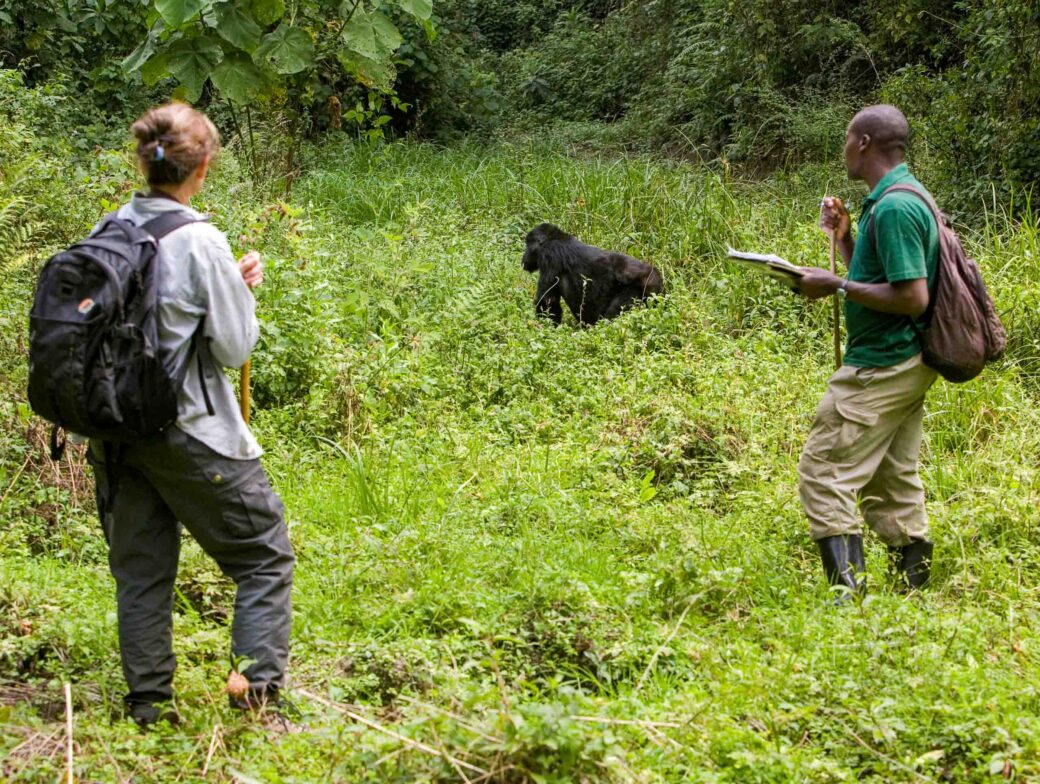 A gorilla in the wild.