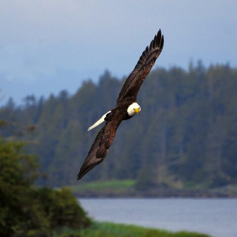 A flying bald eagle.