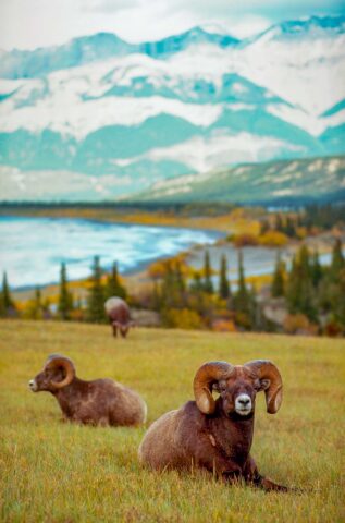 Bighorn rams.