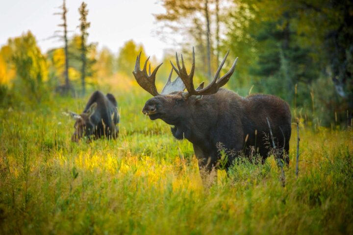 Bull moose.