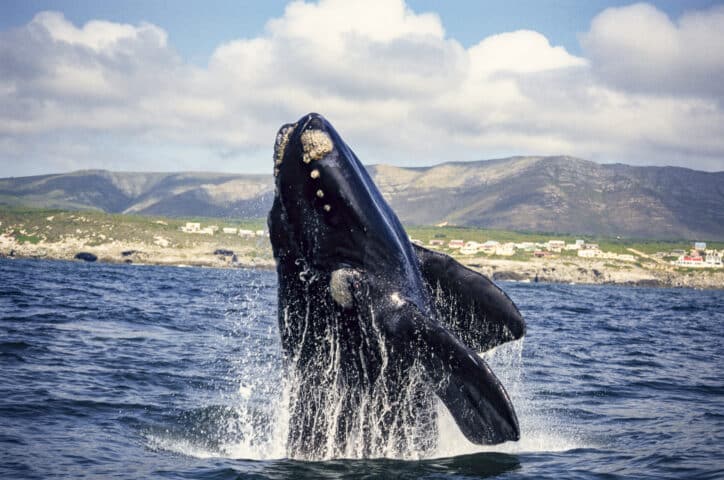 southern right whale, eubalaena australis, breaching, gaansbai, s africa