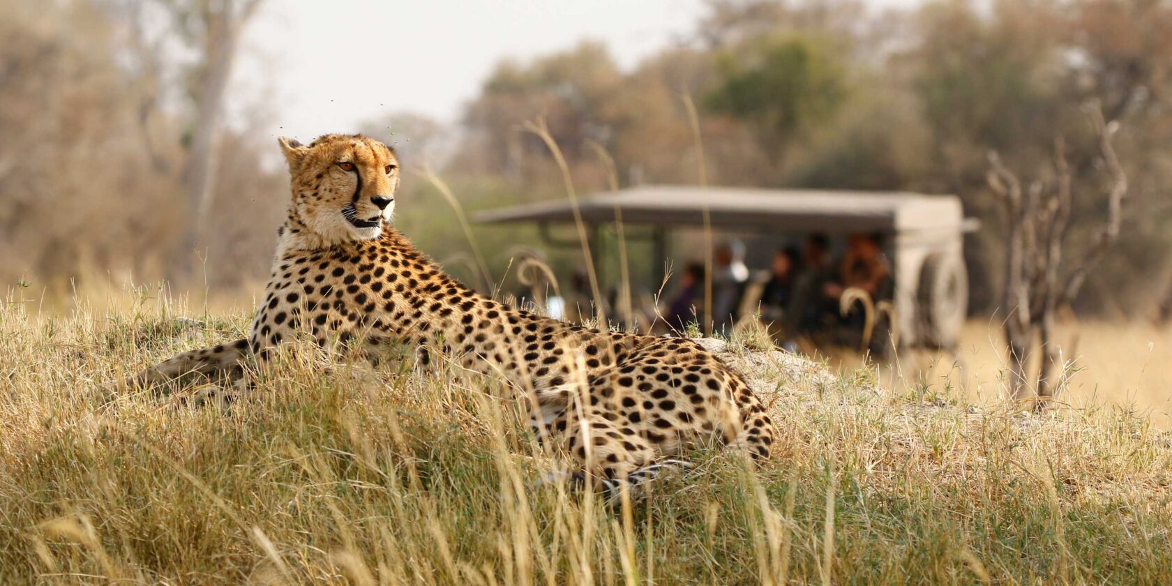 A cheetah in the wild.