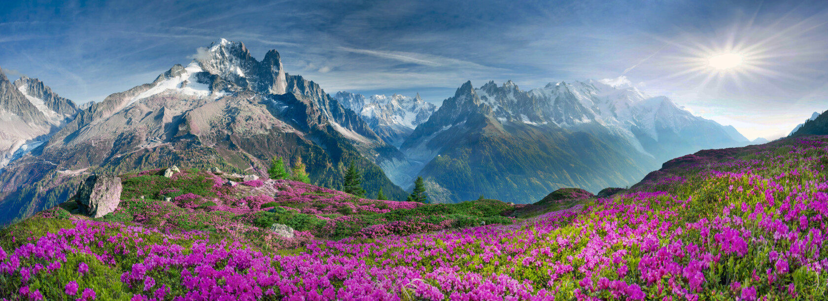 Alpine rhododendrons on the mountain fields of Chamonix