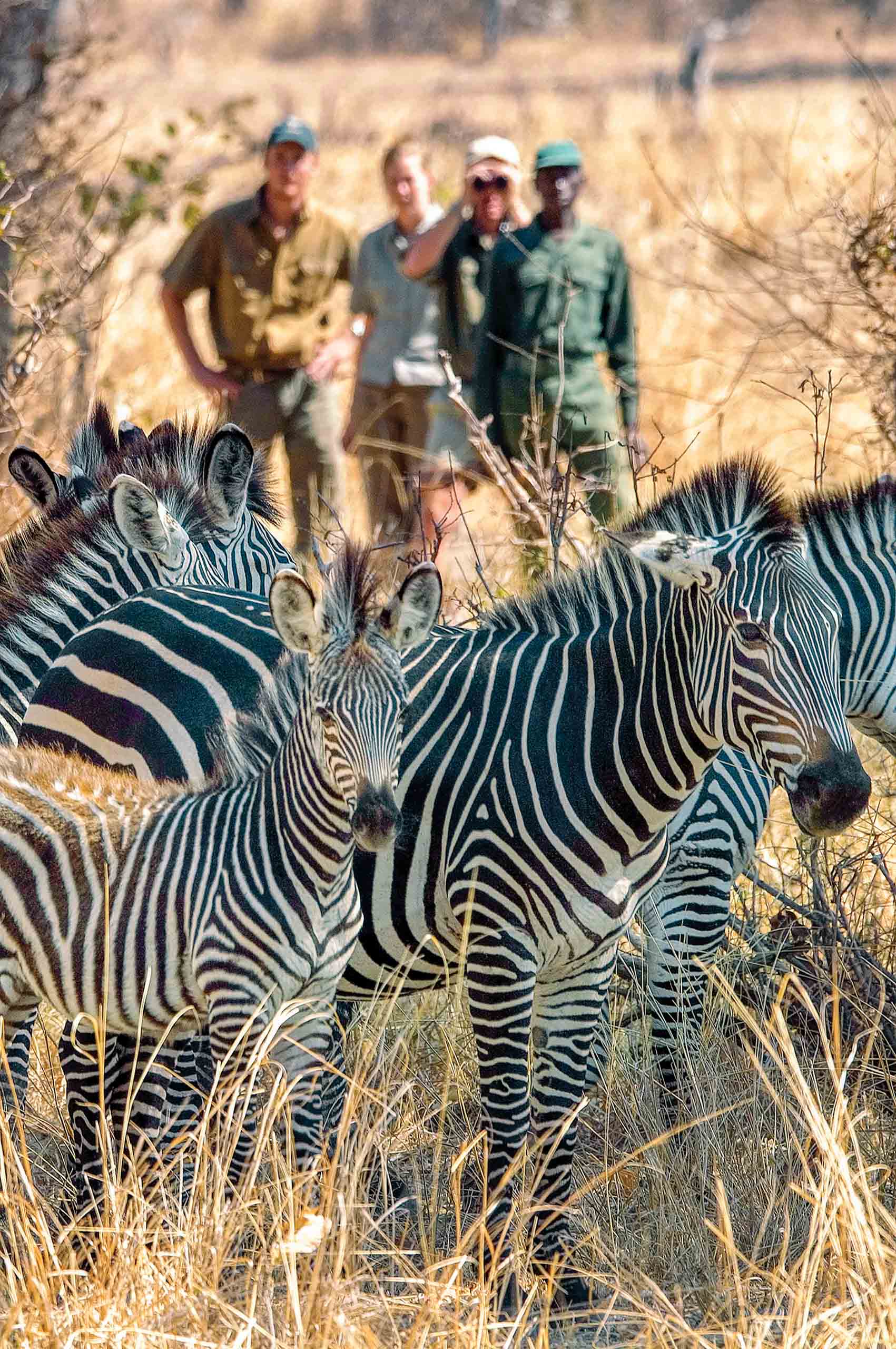 A group of zebras.