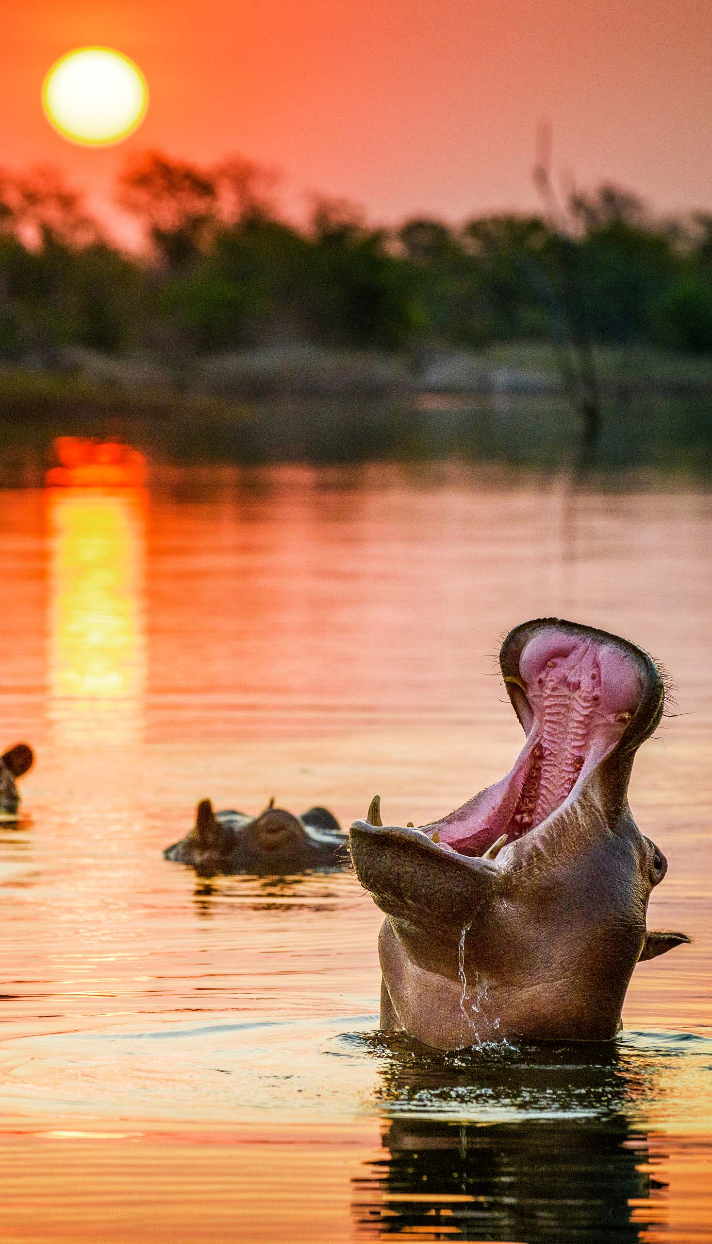 Hippos in the water.