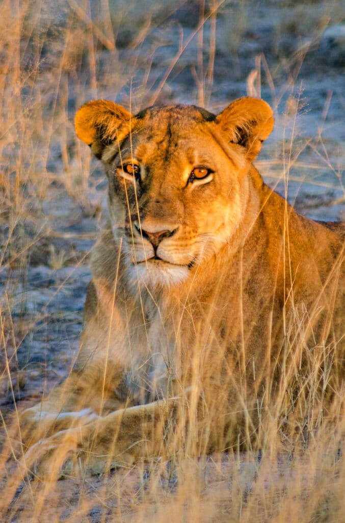 Lion laying down in tall grass in Africa.