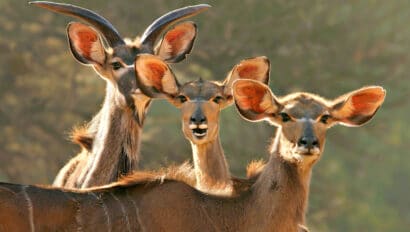 Wild animals in Zimbabwe.